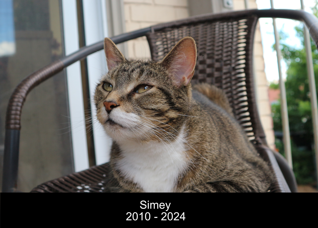Simey our handsome brown tabby cat sits on the balcony with his favourite people.